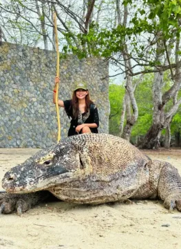 Wisatawan memegang tongkat trekking berfoto di dekat satwa Komodo besar di Taman Nasional Komodo Labuan Bajo.